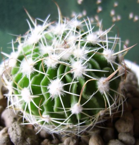 Stenocactus